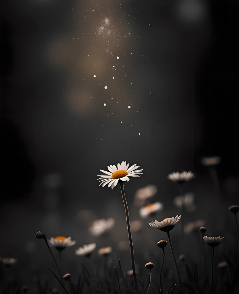 hình ảnh hoa cúc trắng buồn 23