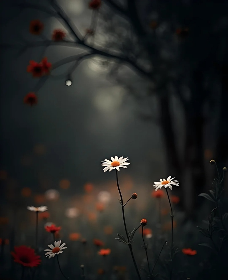 hình ảnh hoa cúc trắng buồn 25