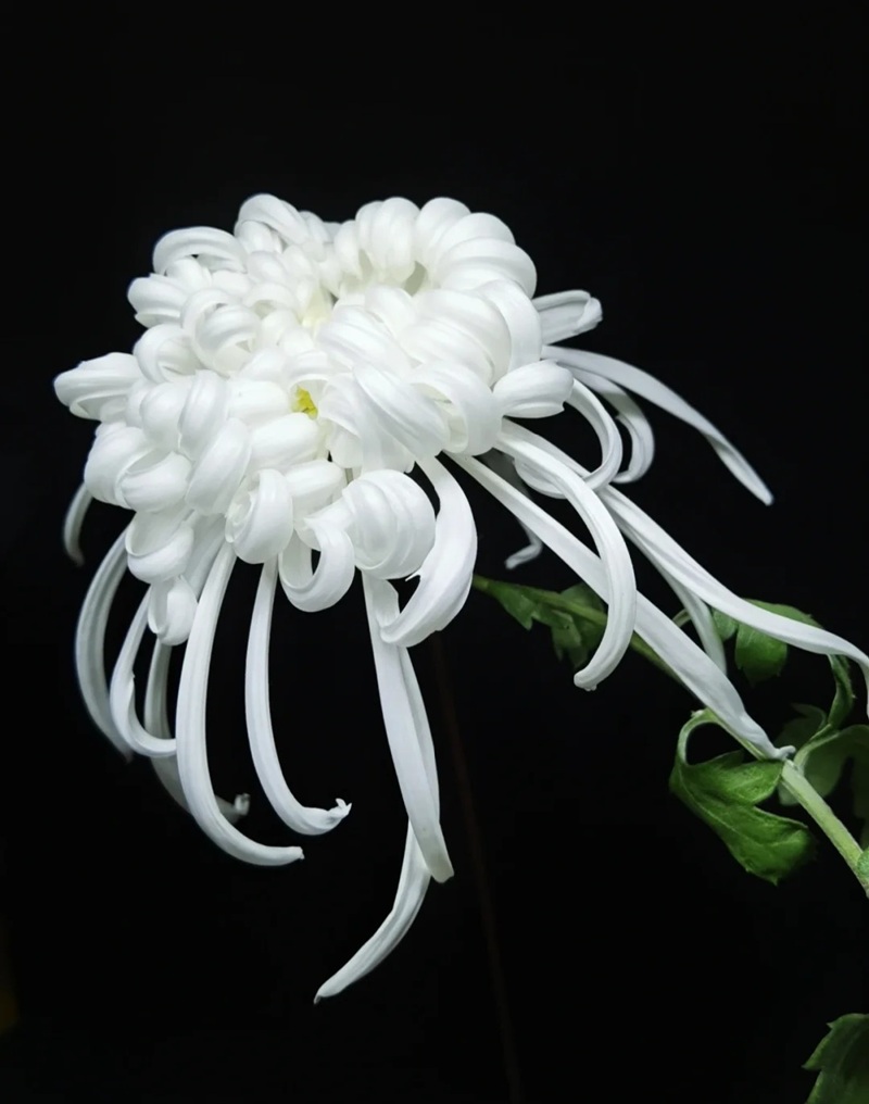 hình ảnh hoa cúc trắng buồn 29