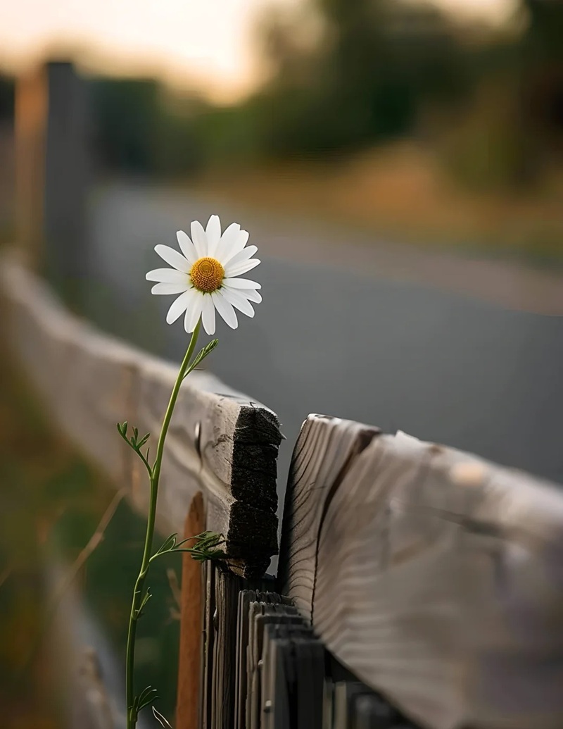 hình ảnh hoa cúc trắng buồn 3