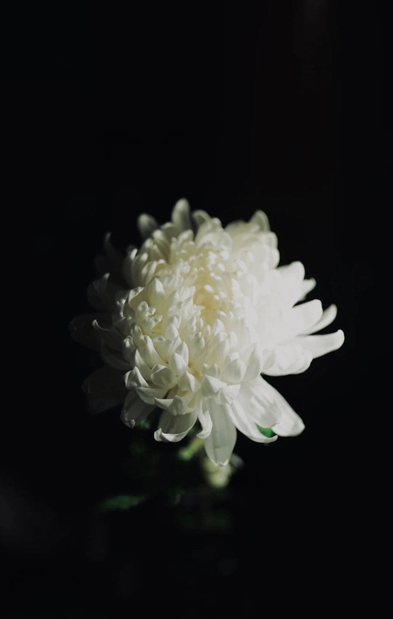 hình ảnh hoa cúc trắng buồn 32