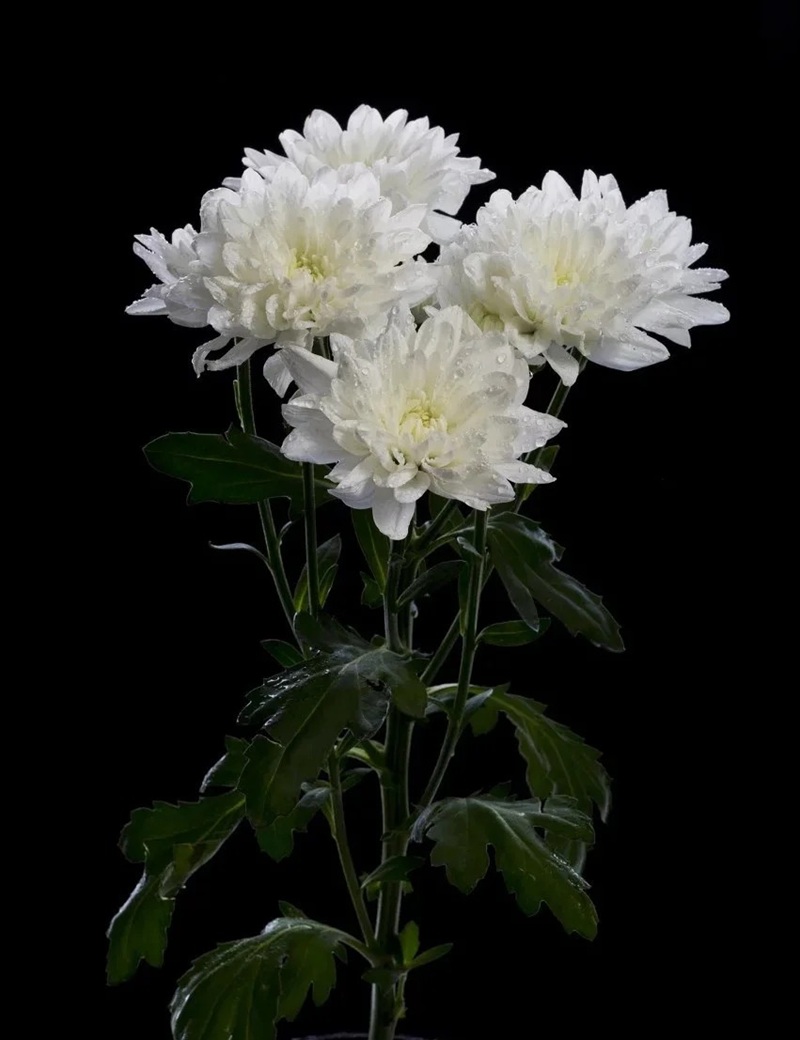 hình ảnh hoa cúc trắng buồn 33