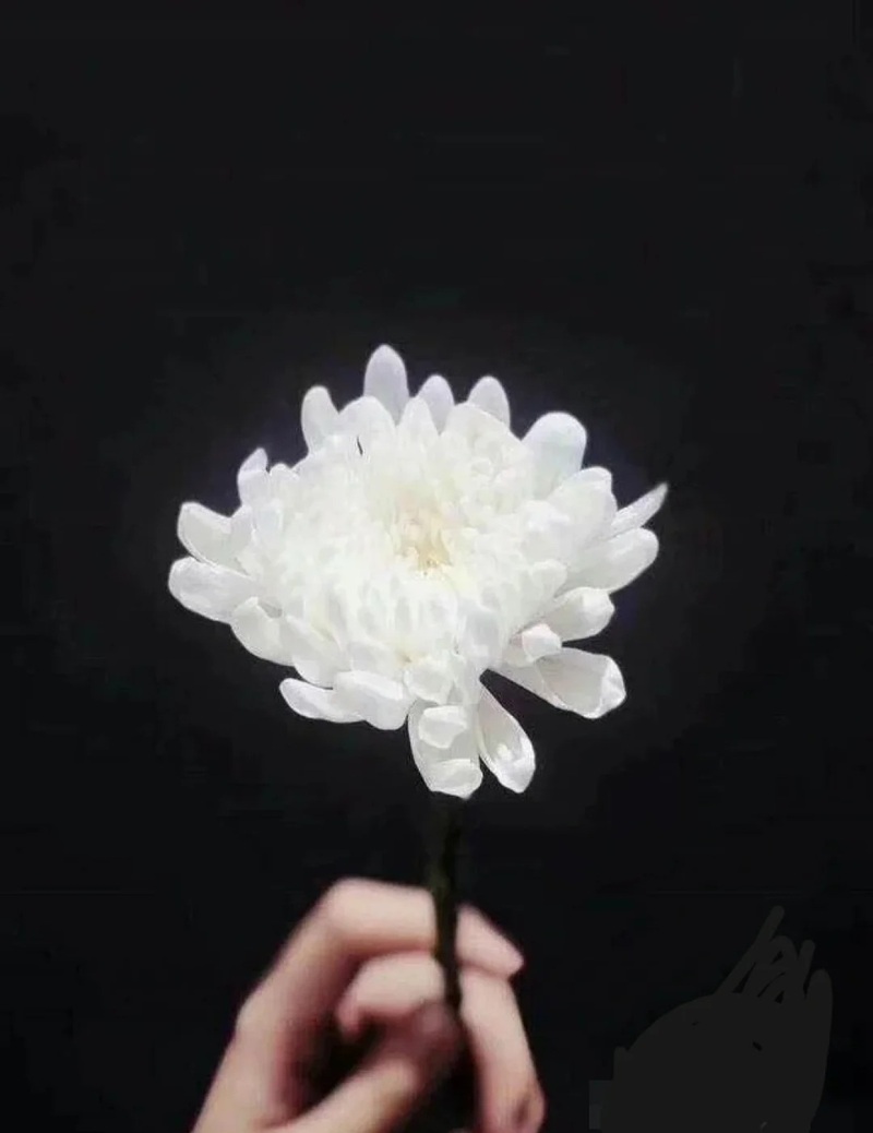 hình ảnh hoa cúc trắng buồn 34