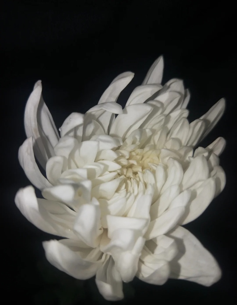 hình ảnh hoa cúc trắng buồn 38