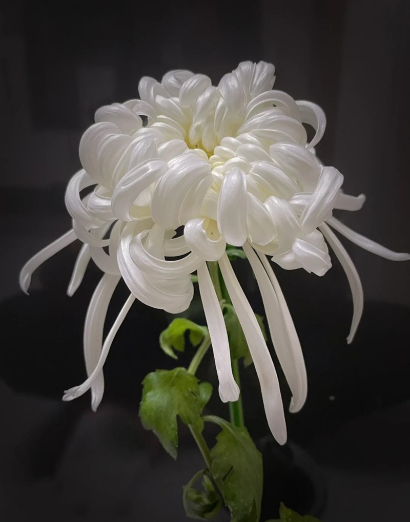 hình ảnh hoa cúc trắng buồn 39