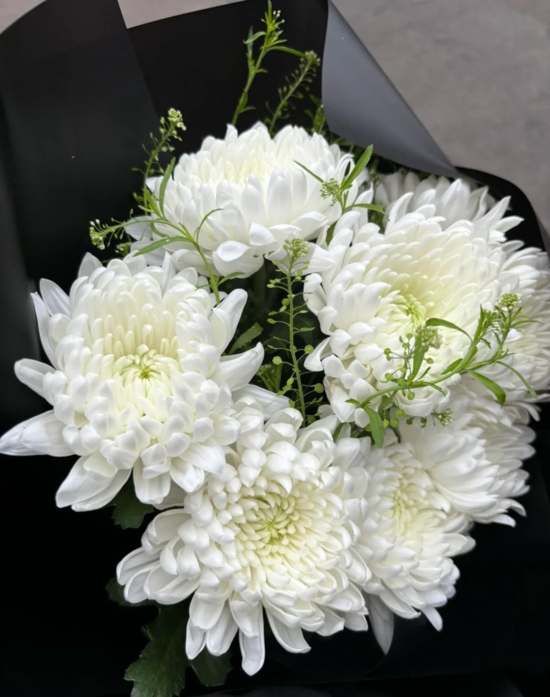 hình ảnh hoa cúc trắng buồn 4