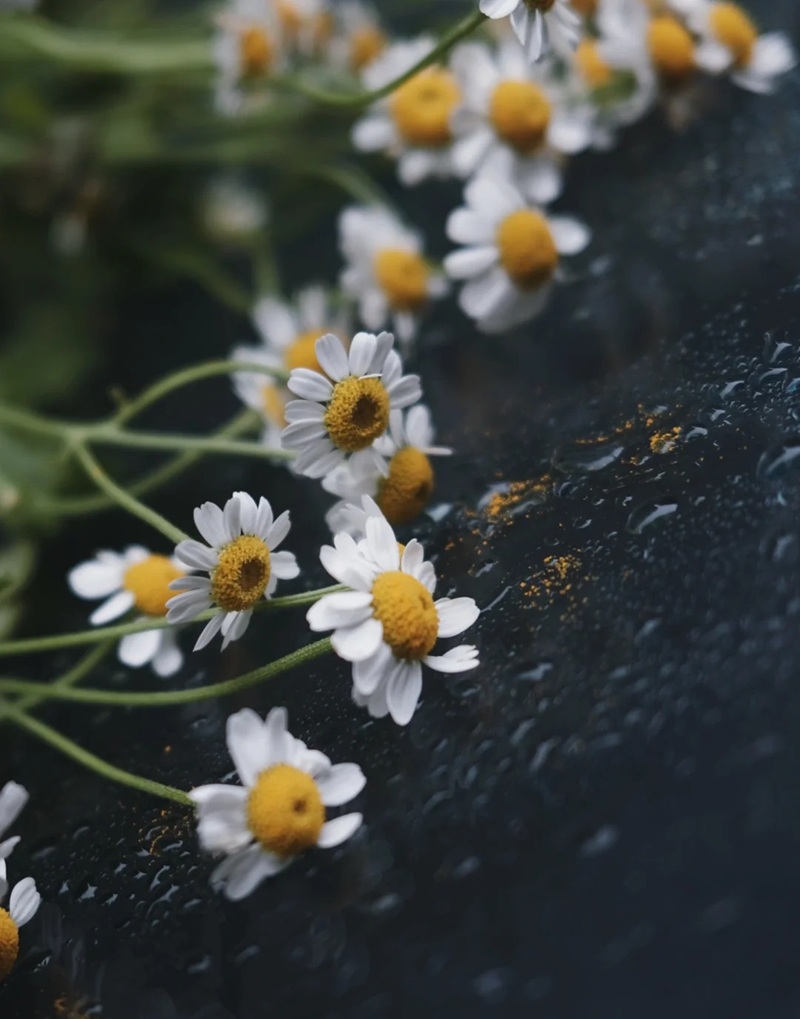 hình ảnh hoa cúc trắng buồn 42