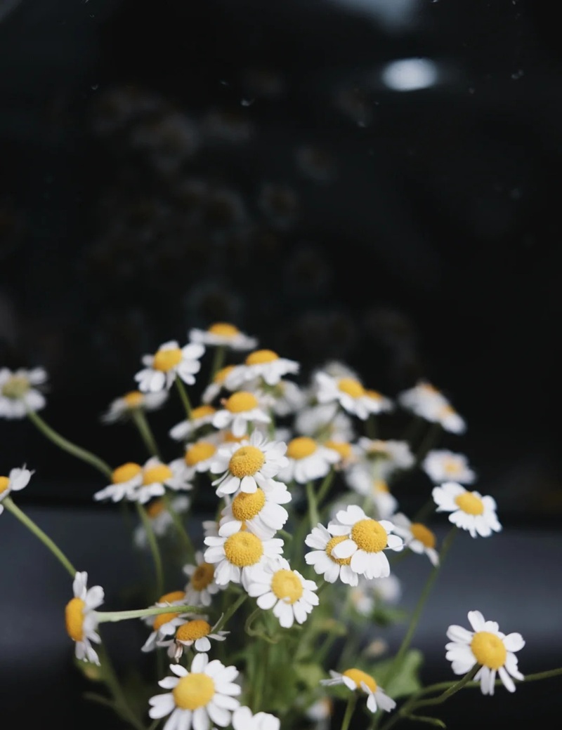 hình ảnh hoa cúc trắng buồn 43