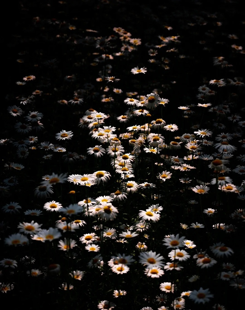 hình ảnh hoa cúc trắng buồn 45