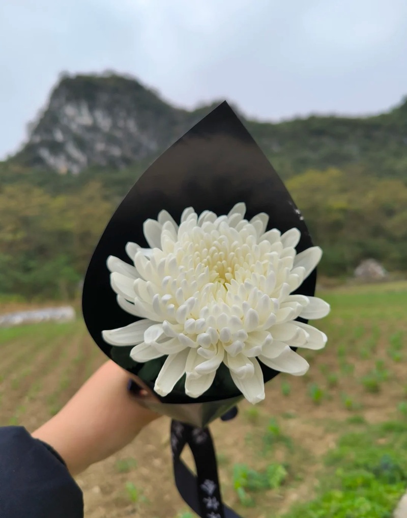 hình ảnh hoa cúc trắng buồn 9