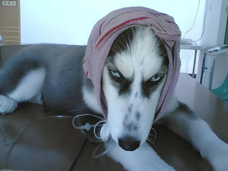 hình ảnh tức giận hài hước 18