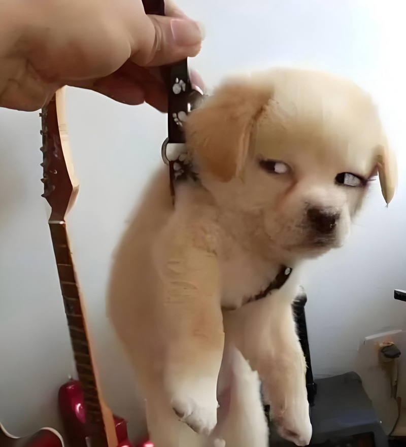 hình ảnh tức giận hài hước 20