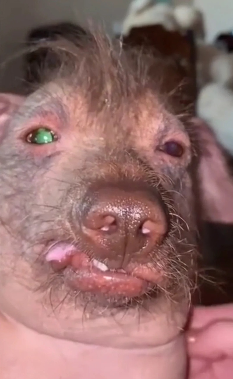 hình ảnh xấu xí hài hước 13