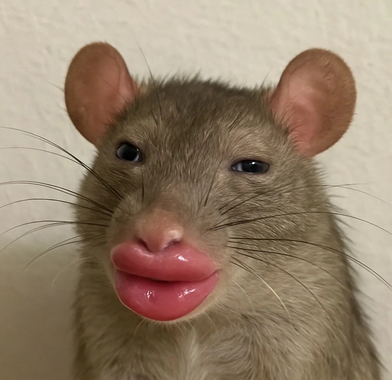 hình ảnh xấu xí hài hước 21