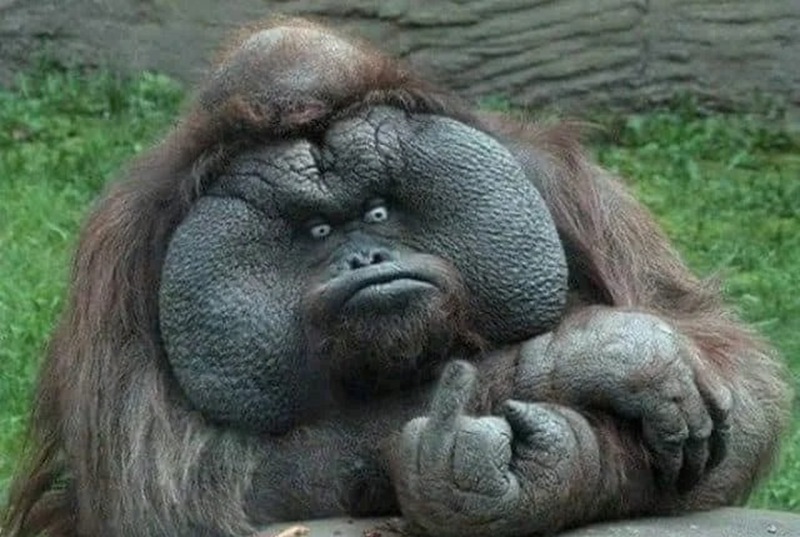 hình ảnh xấu xí hài hước 29