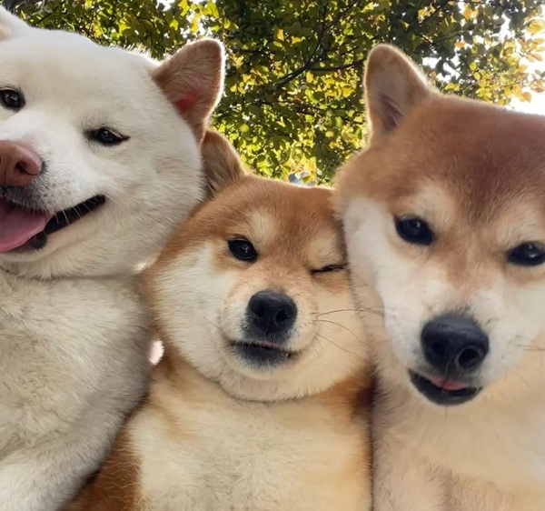 mãi là anh em meme 14