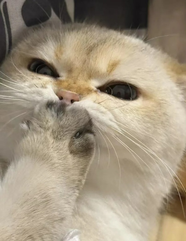 meme bịt miệng 14