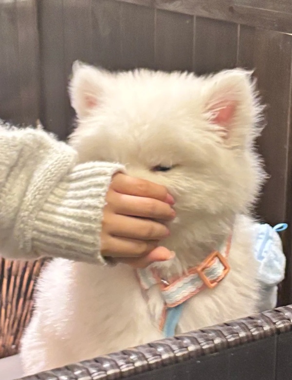 meme bịt miệng 15