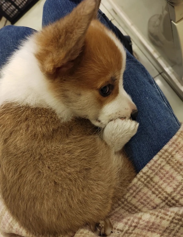 meme bịt miệng 28