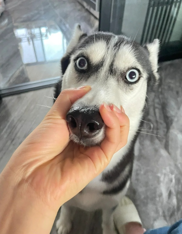 meme bịt miệng 30