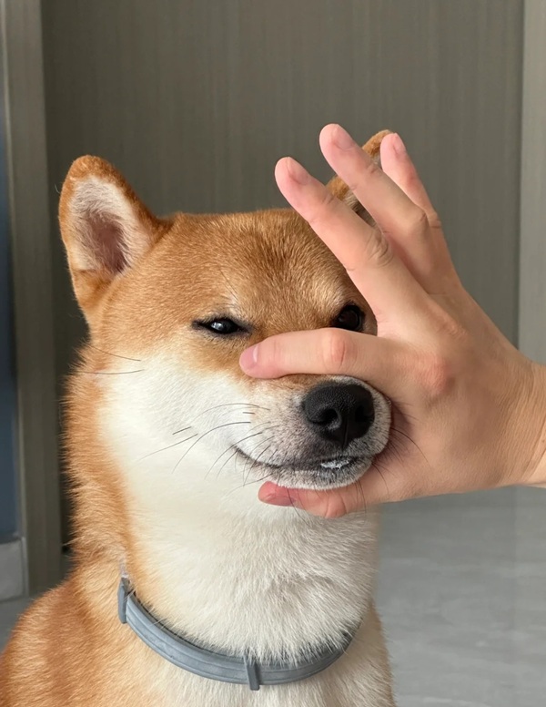 meme bịt miệng 32