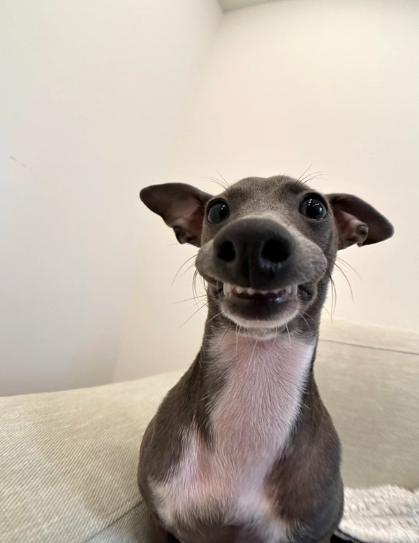 meme cười gượng 4