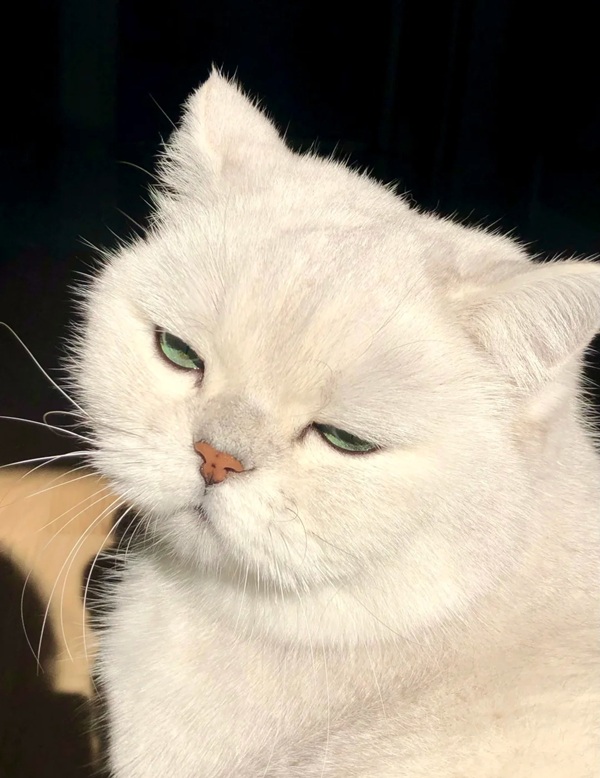 meme khinh bỉ mèo