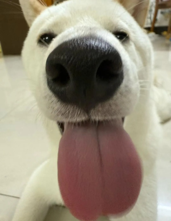 meme liếm màn hình 11