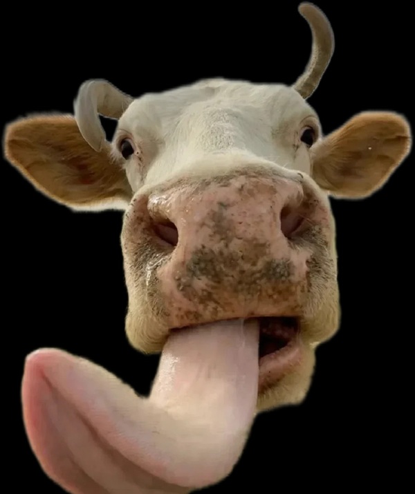 meme liếm màn hình 31