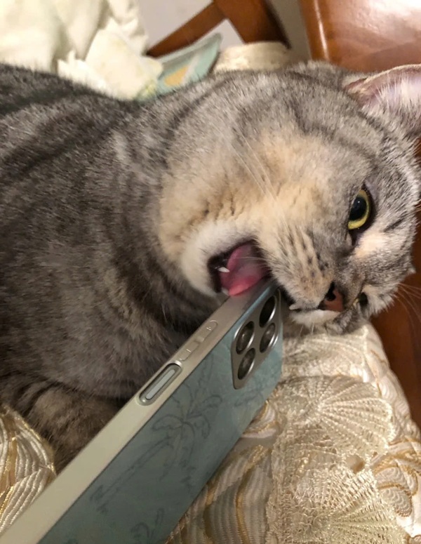 meme liếm màn hình 7