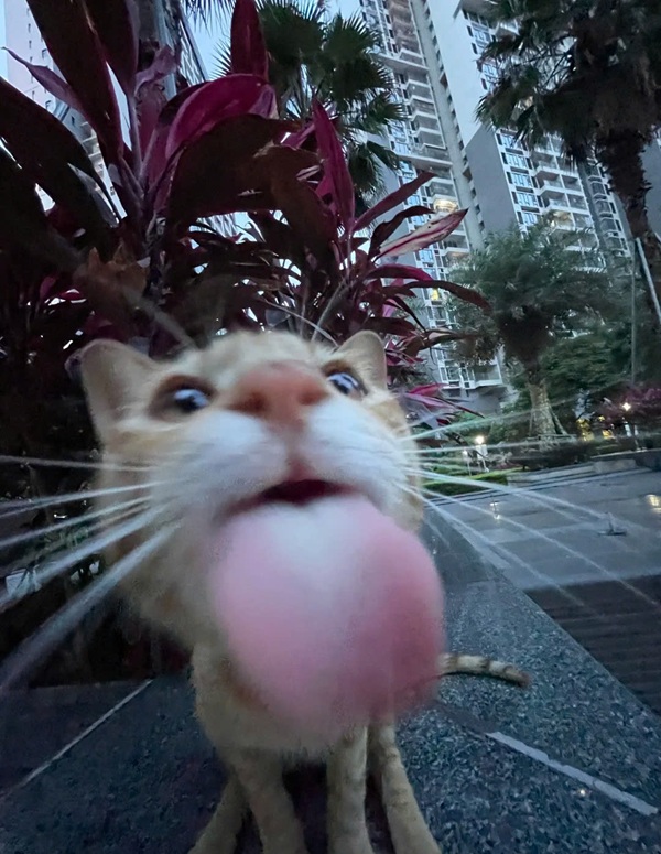 meme liếm màn hình 9