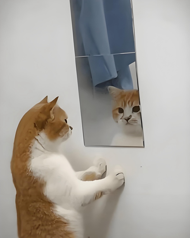 meme nghiêm túc 19