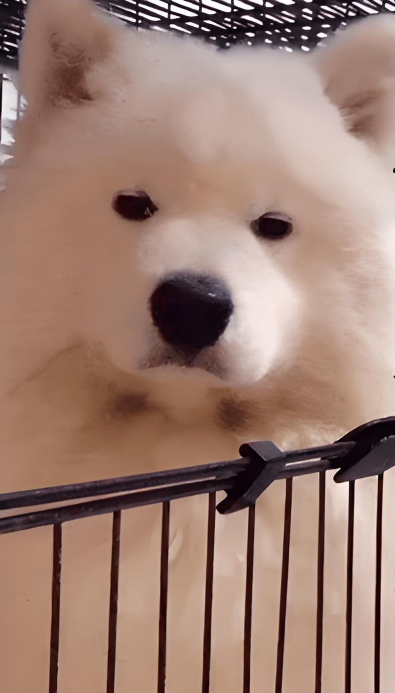 meme nghiêm túc 21