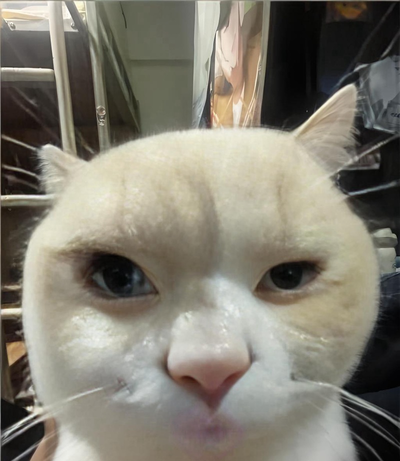 meme nghiêm túc 22