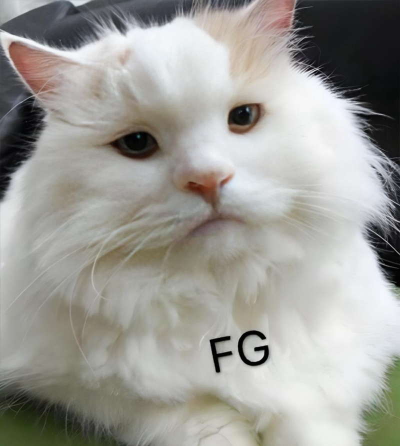 meme nghiêm túc 26