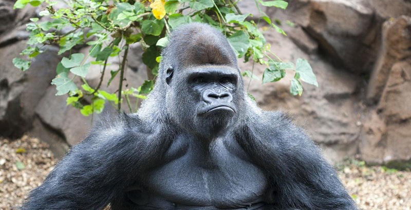 meme nghiêm túc 28