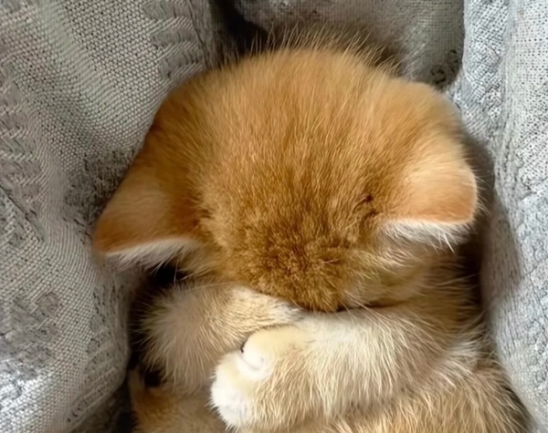 meme thất vọng 10