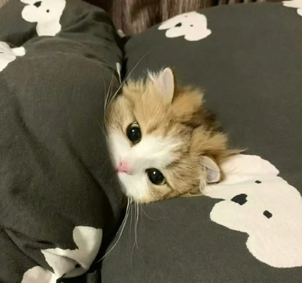 meme thất vọng 21