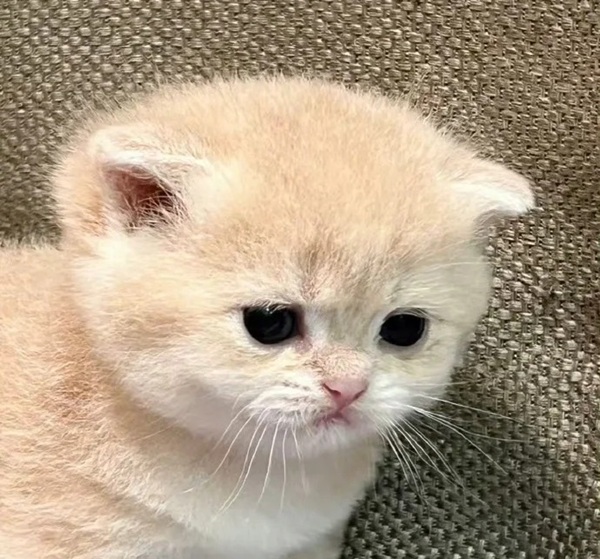 meme thất vọng 22