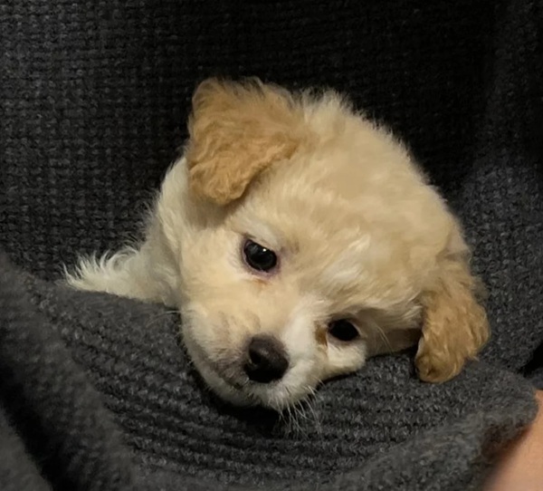 meme thất vọng 30