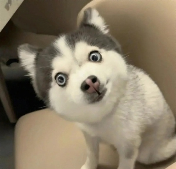 meme trợn mắt 10