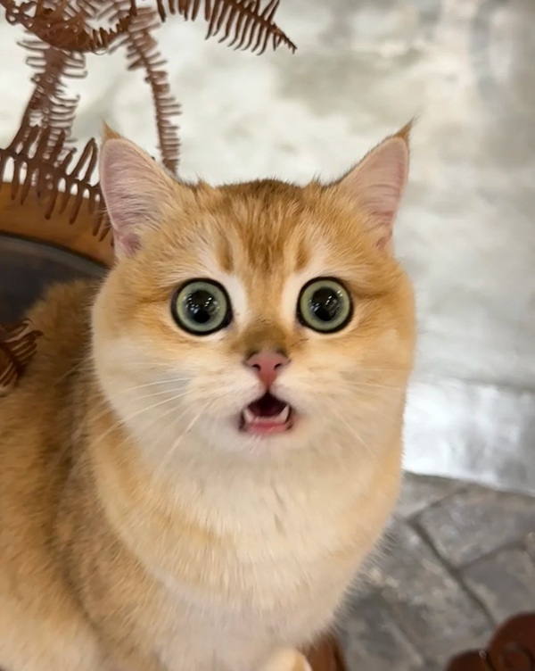 meme trợn mắt 23