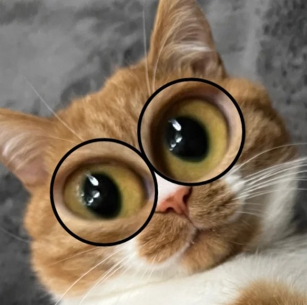 meme trợn mắt 26