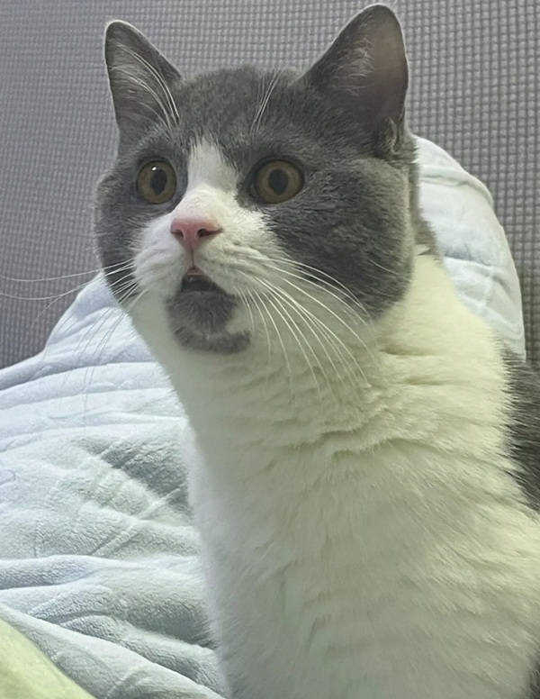 meme trợn mắt 29