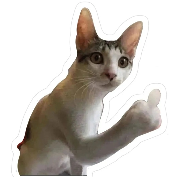 mèo giơ ngón giữa meme