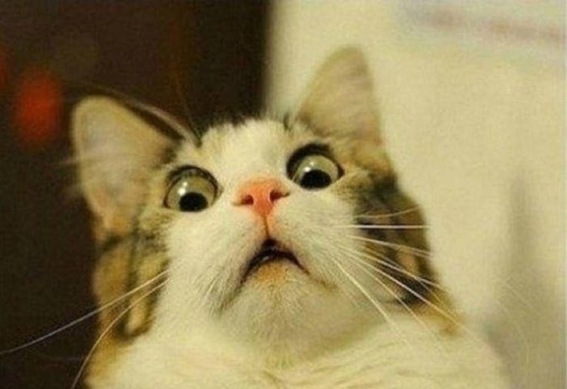 mèo ngạc nhiên meme