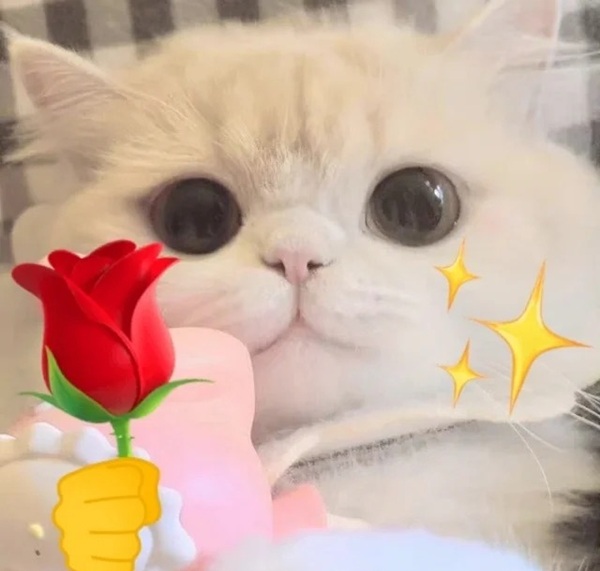 mèo tặng hoa meme