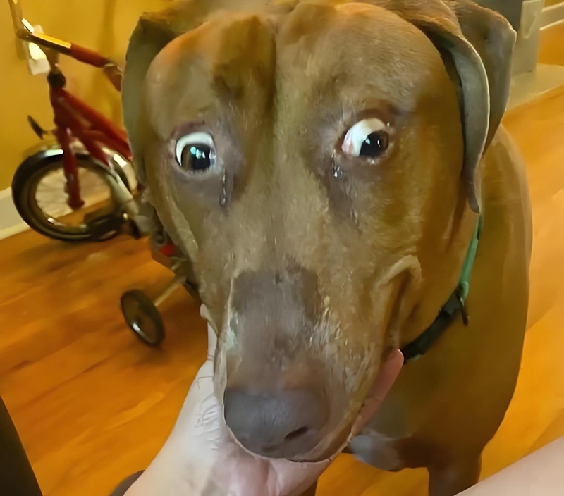 ngạc nhiên meme 18