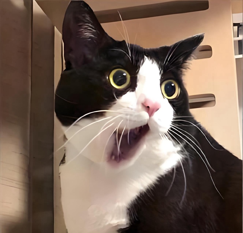 ngạc nhiên meme 5