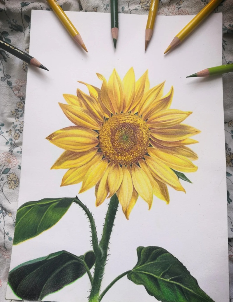 hình vẽ hoa hướng dương 23